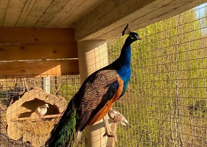 Bujtina Salko Вилла *